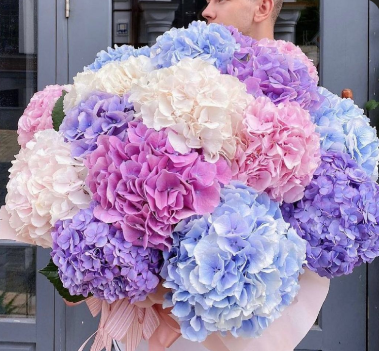 HYDRANGEA